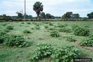 A pasture infested with Tropical Soda Apple
