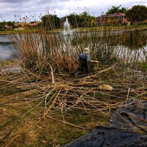 A stand of cattails being removed by a Lake Doctors Technician