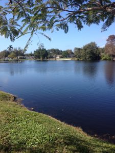 Bay Pines Pond - After Treatment