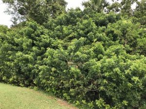 Brazilian pepper trees encroaching upon a golf course fairway