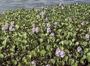 Floating Water Hyacinth