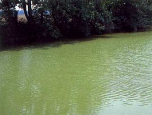 Planktonic Algae