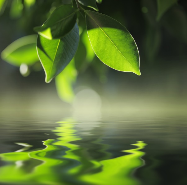 green leaves reflecting in a pond