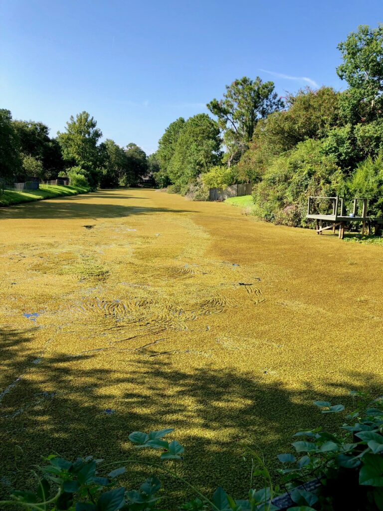 A very dirty and algae-filled waterway.