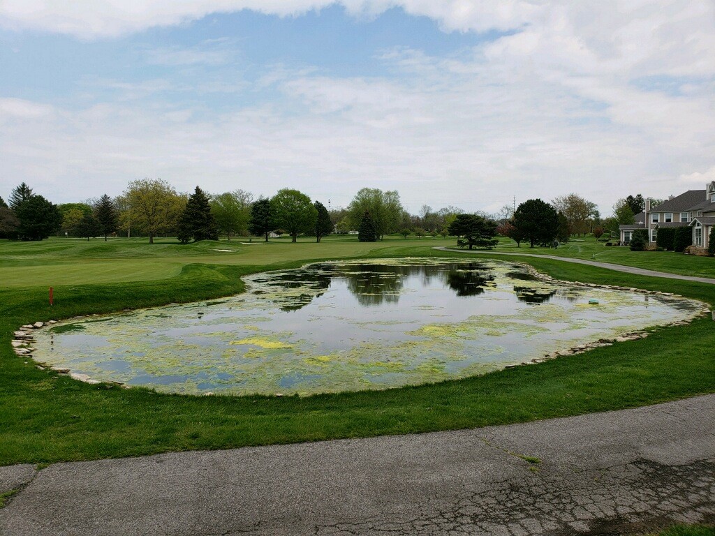 A dirty lake full of algae on a golf course.