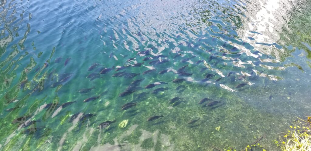 A school of fish swim together near the shore of a lake.